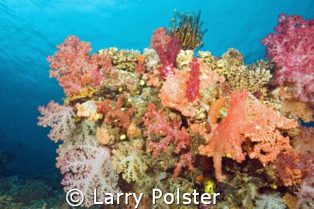 Explosion of colors, D70, Sigma 14mm, White wall, Taveuni... by Larry Polster 