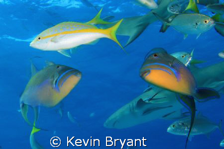 Variety Pack by Kevin Bryant 