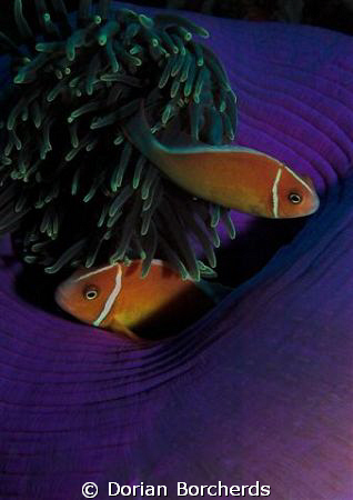 Pink Anemone fish near Kavieng.Used my Nikon D70s with 60... by Dorian Borcherds 