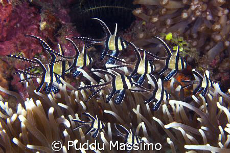 cardinal fishes,nikon d2x 60mm macro by Puddu Massimo 