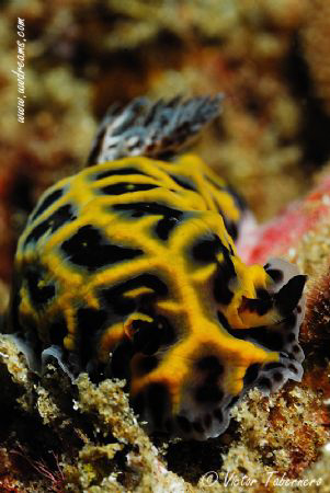 Wonderful Colours! by Victor Tabernero 