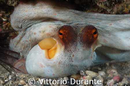 The color of fear by Vittorio Durante 