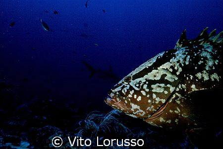 Fishs by Vito Lorusso 