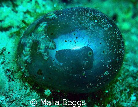 When I saw a group of these, I thought I was going to be ... by Malia Beggs 