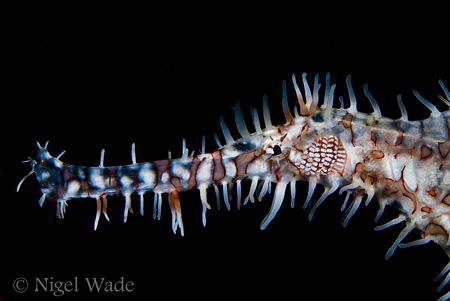 Ornate Ghost Pipefish (Solenostomus paradoxus) portrait N... by Nigel Wade 