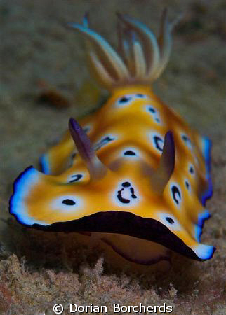 Leopard Chromodoris.Cropped, Used Nikon D70s with 60mm Mi... by Dorian Borcherds 