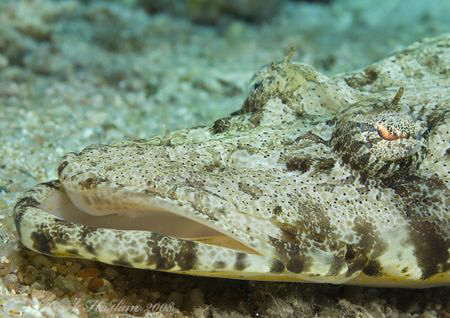 Crocodilefish. D200, 60mm. by Derek Haslam 