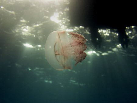 a jelly doing a safety stop. Casio exilim by Andrew Macleod 