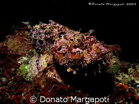 Monster, Canon G9, Sea&Sea YS110 by Donato Margapoti 