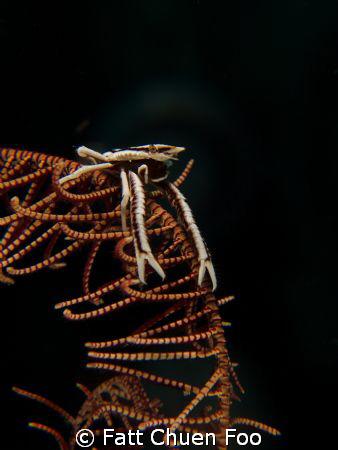 Squat Lobster on a Crinoid, Lembeh, N Sulawesi by Fatt Chuen Foo 