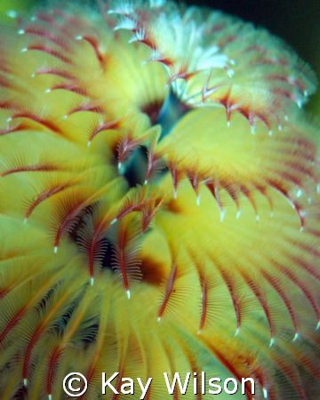 Christmas Tree Worm by Kay Wilson 