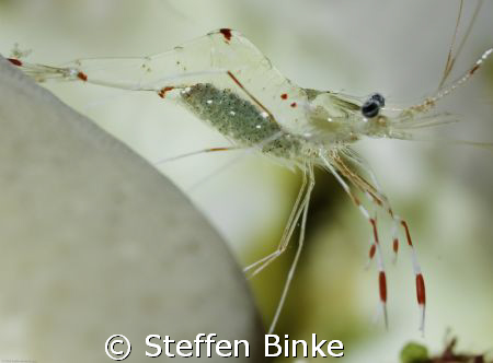 Shrimp with eggs by Steffen Binke 