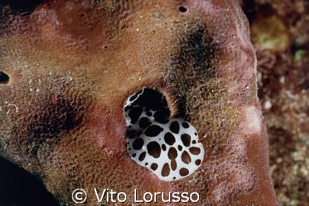 Nudibranchs - Discodoris atromaculata by Vito Lorusso 
