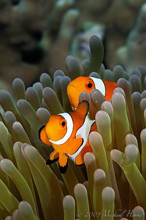 Amphiprion ocellaris - False clown Anemonefish (Clownfish) by Michael Henke 
