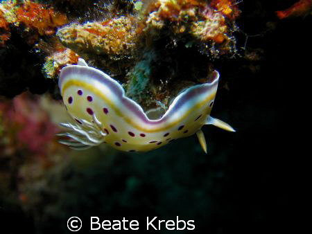 Chromodoris kuniei taken with my Canon S70 and CloseUp Lens by Beate Krebs 