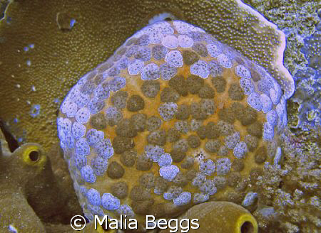 "Pincushion Starfish"-This was my first view of a starfis... by Malia Beggs 
