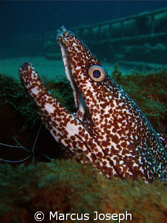 Caught a spotted moray eel with mouth wide open on Leslee... by Marcus Joseph 