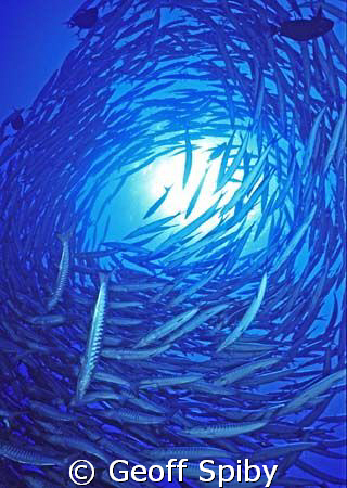 swirling barracuda at Ras Mohammed by Geoff Spiby 