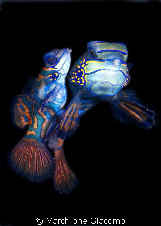 The lovers.
Nikon D200 , 60 micro, twin strobo
Lembeh s... by Marchione Giacomo 