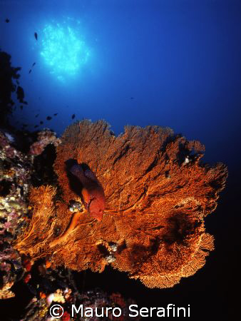 Underwater Similan by Mauro Serafini 