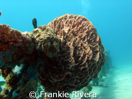 Beautiful Coral formation by Frankie Rivera 