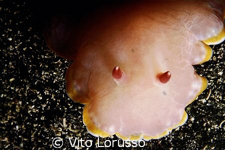 Nudibranchs - Archidoris pseudoargus by Vito Lorusso 