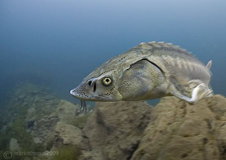 Sturgeon.
Capernwray.
Jan 09.
10.5mm. by Mark Thomas 