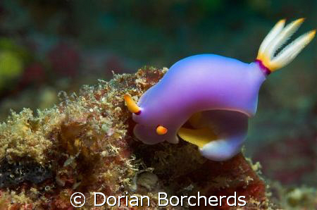 Bullock's Hypselodoris Laying Eggs. by Dorian Borcherds 
