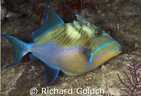 Queen Triggerfish-Canon 5D 100 mm macro by Richard Goluch 