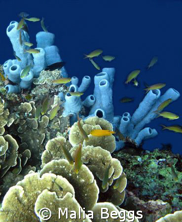 "Brilliant Blue Sponge".  Natural color of sponge at deep... by Malia Beggs 
