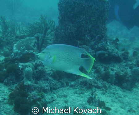 Queen Angel fish on the Inside Reef at Lauderdale by the Sea by Michael Kovach 