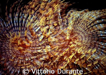 Fireworks!!! (Sabella spallanzanii) by Vittorio Durante 