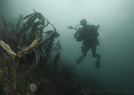 Mr T. Farne islands. D200, 10.5mm. by Derek Haslam 