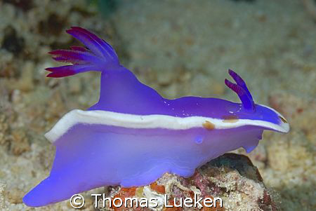 F1 slug in Mabul, D200 by Thomas Lueken 