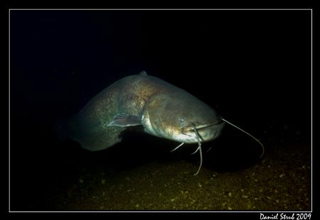 A huge Wels Catfish in the Aare River by Daniel Strub 