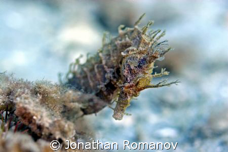 lined Seahorse by Jonathan Romanov 