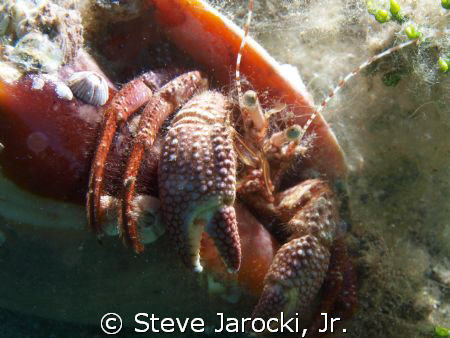 Hermit Crab, found it on a beach dive in Riveria Beach Fl... by Steve Jarocki, Jr. 