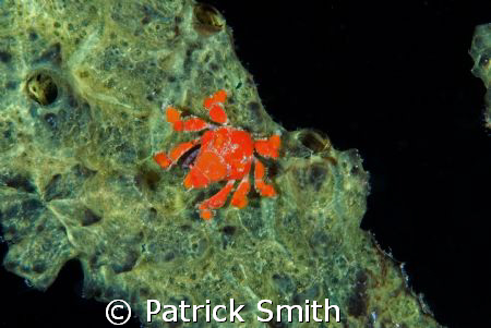 Decorator crab photographed beneath the town pier, Bonaire . by Patrick Smith 