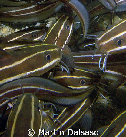 Schooling Marine Catfish by Martin Dalsaso 