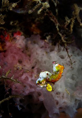 Pontohi seahorse chaging perch! Of course, as usual, the ... by John M Akar 