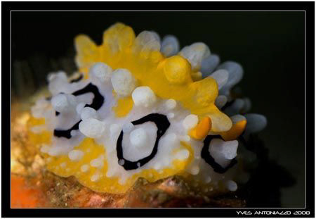 Varicosa only the name put photograhper of them (includin... by Yves Antoniazzo 