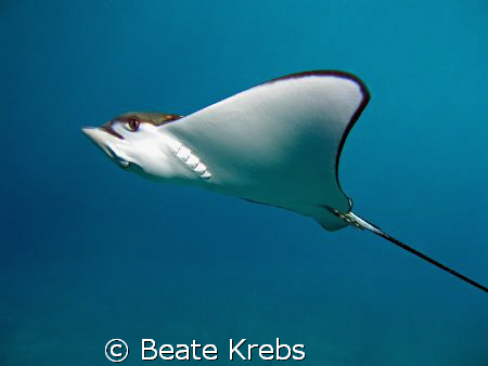 Eagle Ray passing by , Canon S70 by Beate Krebs 