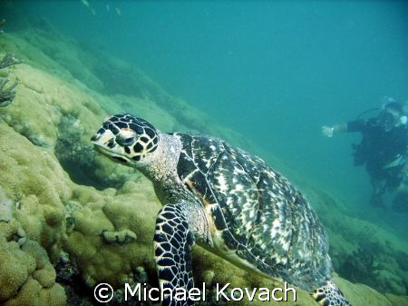 Turtle on the Inside Reef at Lauderdale by the Sea by Michael Kovach 