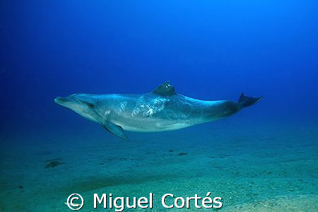 Dolphin. by Miguel Cortés 