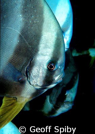 friendly batfish by Geoff Spiby 