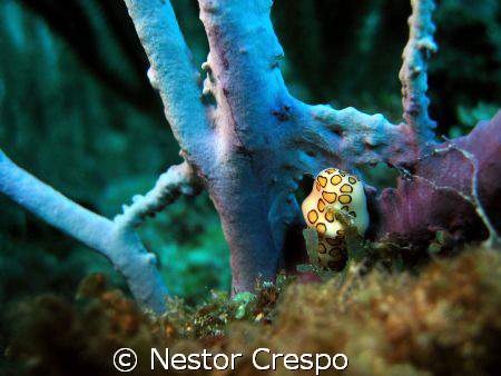 Flamingo Tongue @ Gorgonia in Mayaguez Puerto Rico, The s... by Nestor Crespo 