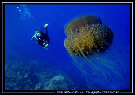 Jelly Fish - and in the back-ground, my wife.... Like we ... by Michel Lonfat 
