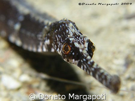 Pipe fish, Canon G9 by Donato Margapoti 
