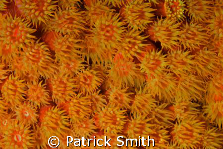 beneath the dock at buddy dive by Patrick Smith 