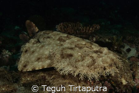 tasseled wobbegong...aka...carpet shark...canon EOS 400D,... by Teguh Tirtaputra 